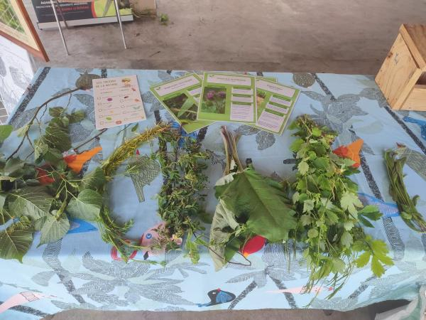Table du stand avec des branches de végétaux de différentes essences à identifier