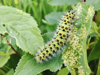 Chenille : Petit paon de nuit ©ReNArd